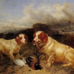 Two hunting dogs